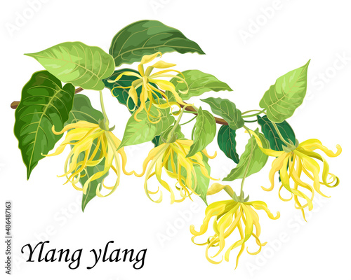 Cananga flowers. Blooming ylang-ylang bush with yellow flowers, realistic vector illustration.