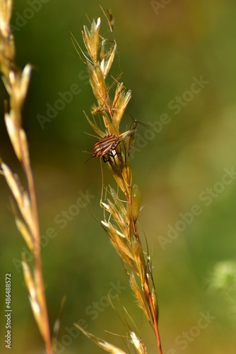 A bug siting on haygrass in the summer