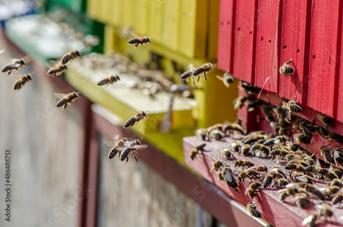 bees flying back to the hive, spring harvest