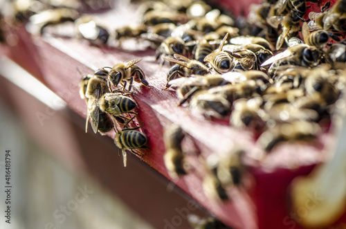bees resting on the hive