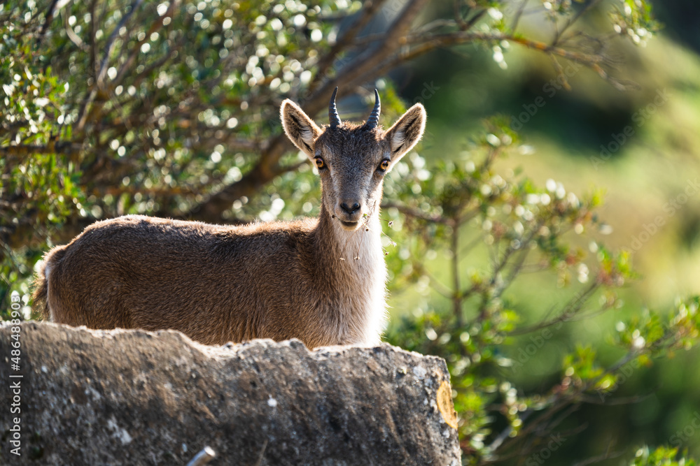 Wild goat surprised feeding and looking to the camera Wild goat surprised feeding and looking to the camera