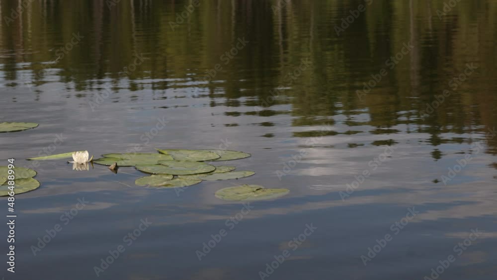 Flowering reeds and seaweed on the surface of the water. Leaves and white lotus flower on the lake. Lotus flower on the water. Plants in a lake in summer. Flowering reeds and seaweed on the surface of the water. Leaves and white lotus flower on the lake. Lotus flower on the water. Plants in a lake in summer.