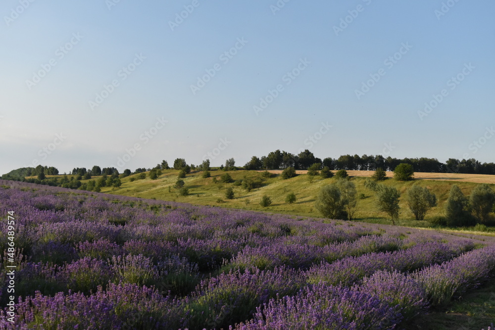 summer lavender field