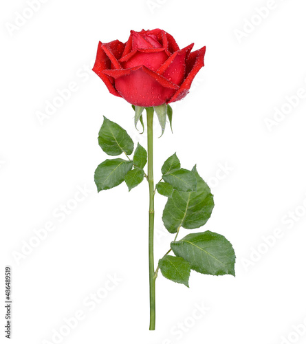 Red rose with drops isolated on white background