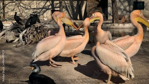 Great white pelican (Pelecanus onocrotalus) is one of the largest birds in Europe and a popular inhabitant of zoos in the world. Odessa zoo (Ukraine).