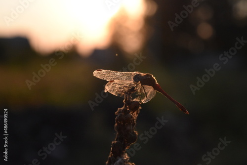 close up of a dragonfly on a sunset