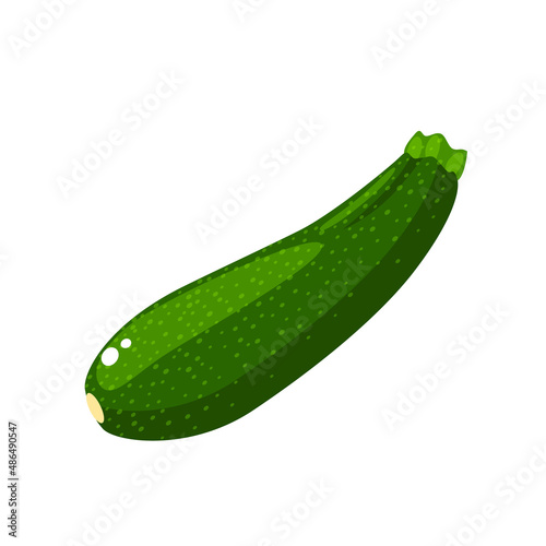 Whole green zucchini. Vector illustration isolated on white background.