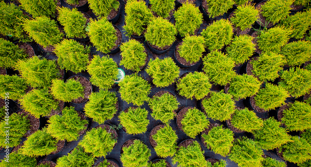 Small thujas in plant nursery