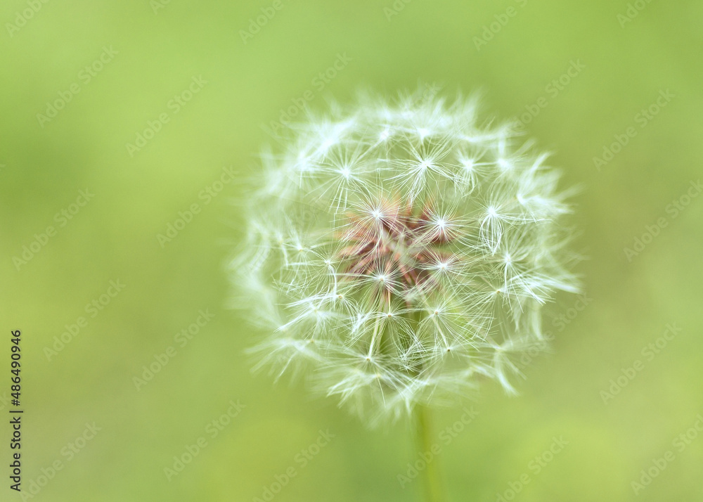 Fototapeta premium dandelion on green background
