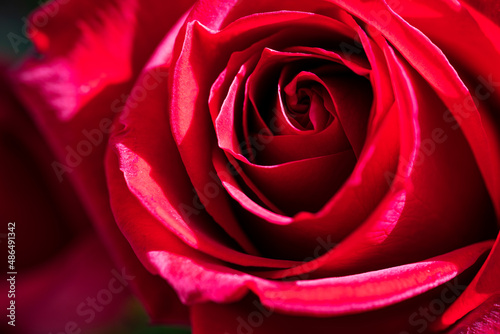 真紅の薔薇のクローズアップ