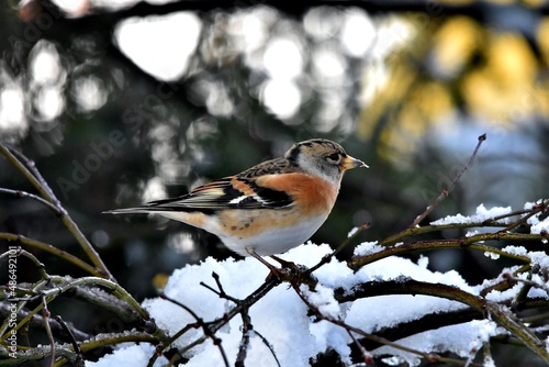 Ein Bergfink auf einem Ast im Winter