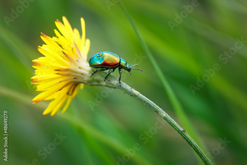 ladybug on a green leaf