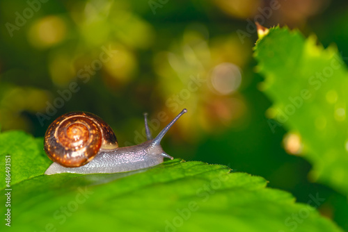 snail on a leaf