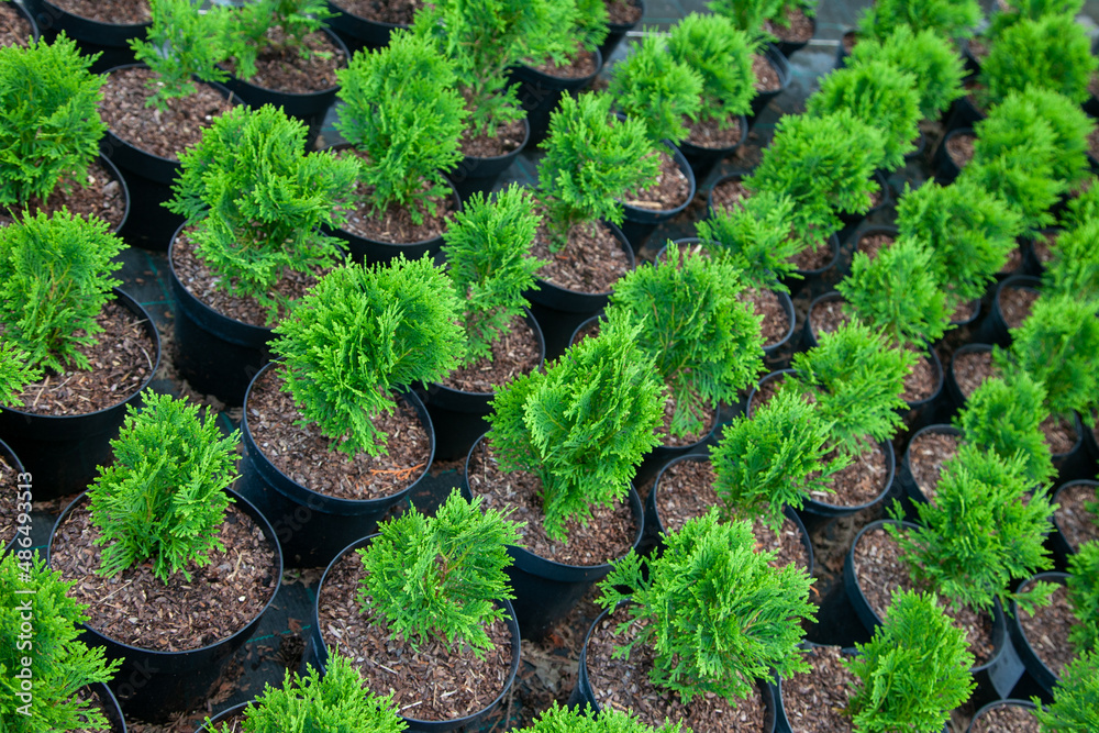 Small thujas in plant nursery
