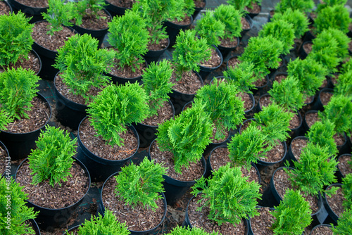 Obraz na płótnie Small thujas in plant nursery w salonie