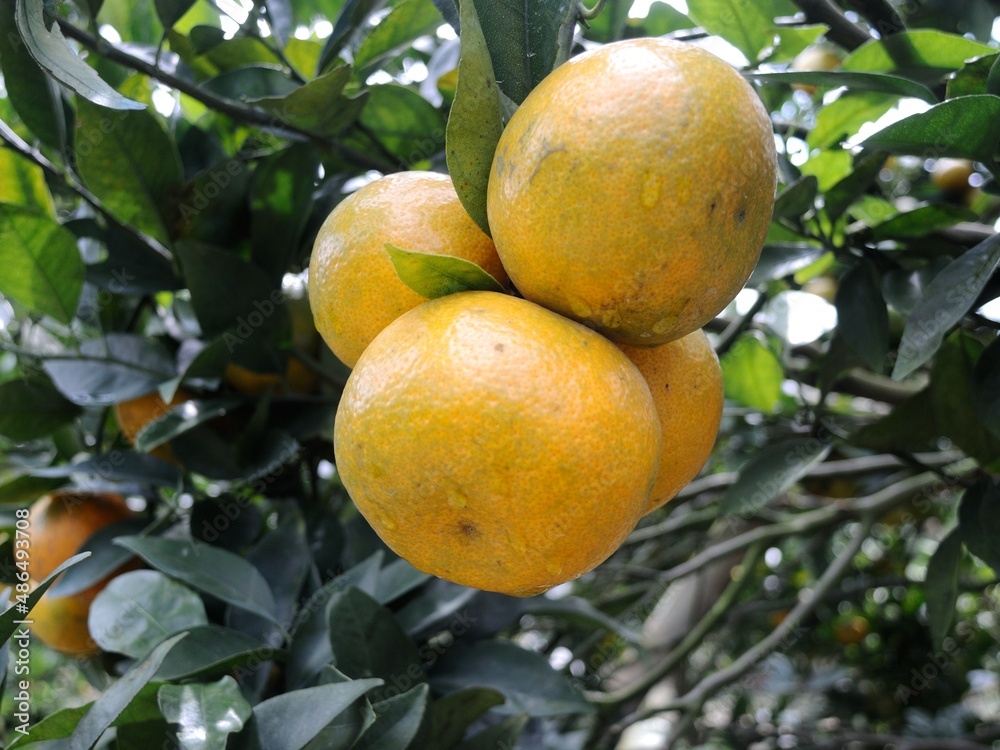orange fruit from Indonesia, fresh and sweet.
