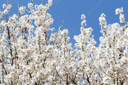 Almond blossoms. Almond tree full of white flowers on its branches close to spring in El Retiro park in Madrid on a clear day and blue sky, in Spain. Europe. Horizontal photography. Spring Time 2023.