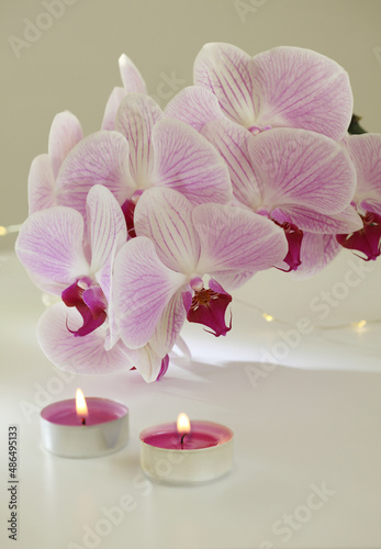 Pink phalaenopsis orchid flower in white bowl and burning candle on gray interior. Minimalist still life. Light and shadow nature background.