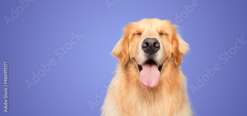 Fotografia happy golden retriever dog smiling with closed eyes open mouth purple background
