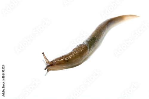 A common ground slug, arion ater, moving on a white background