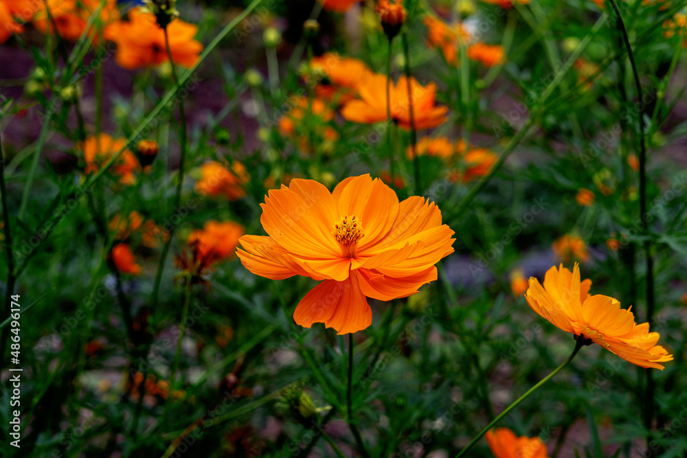 orange flowers in the garden orange flowers in the garden