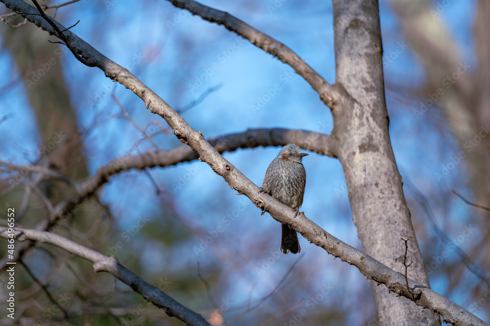 東京都新宿区の公園にいる野鳥 東京都新宿区の公園にいる野鳥