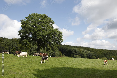 Rural landscape in Belgium