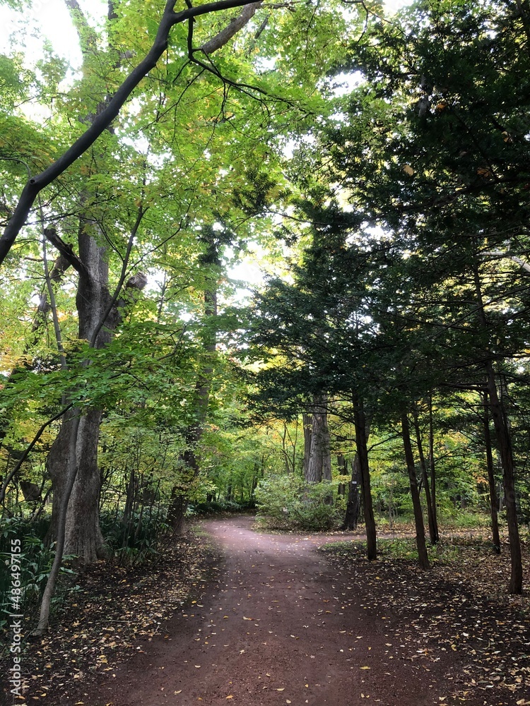 Obraz premium path in the forest