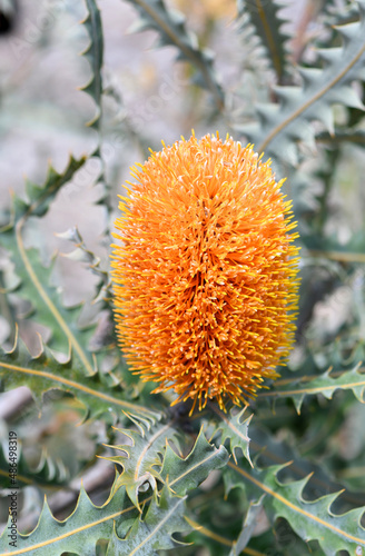 Close up of the orange inflorescence and grey green leaves of the Acorn Banksia, Banksia prionotes, family Proteaceae. Native to west coast of Western Australia.  Individual flowers open bottom to top photo