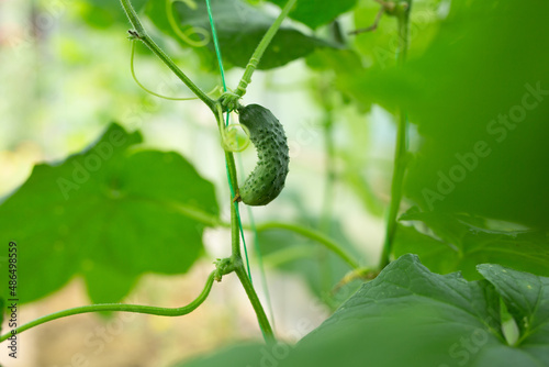 Young green cucumbers growing in a greenhouse