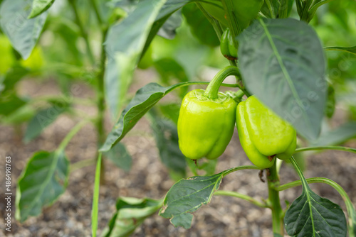 Green pepper growing and blossoming in the garden. Paprika is ripening on the vegetable bed