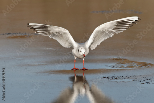 Black headed Gull