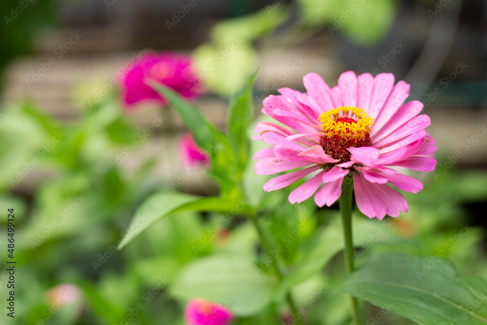 Pink flower in the garden. Red tsiniya Zinnia. Pink flower in the garden. Red tsiniya Zinnia Pink flower in the garden. Red tsiniya Zinnia. Pink flower in the garden. Red tsiniya Zinnia