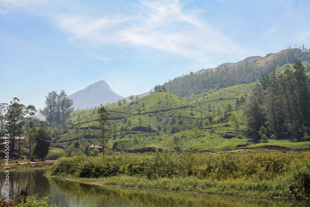 Munnar, India - February 14, 2011: Tea plantation fields in the hills around Munnar village Munnar, India - February 14, 2011: Tea plantation fields in the hills around Munnar village