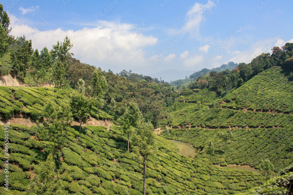 Munnar, India - February 14, 2011: Tea plantation fields in the hills around Munnar village