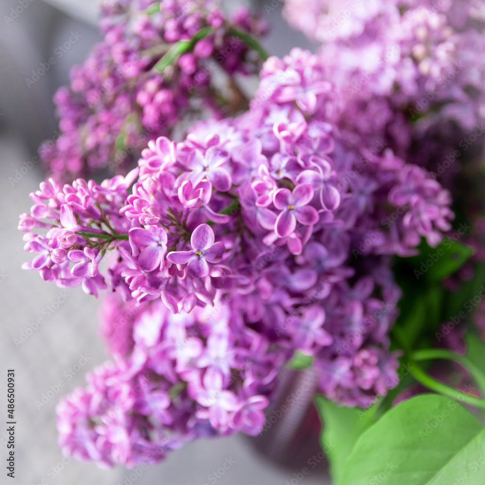 Purple lilac flowers blossom in garden, spring background Purple lilac flowers blossom in garden, spring background