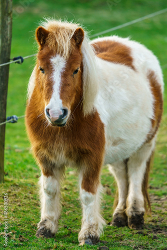  Little pony horse. A portrait of a lone Pony