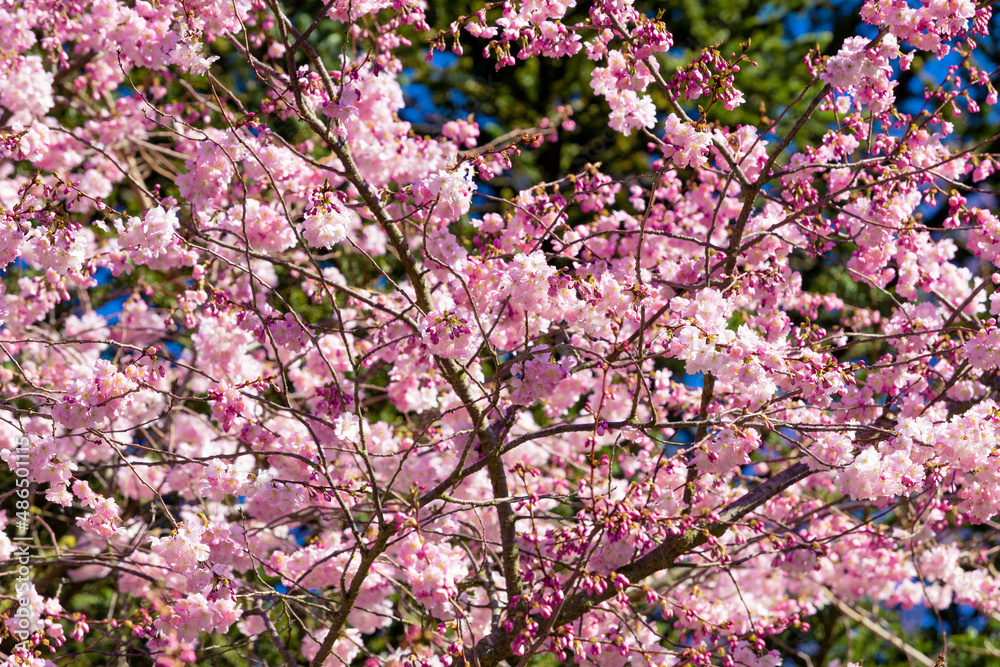 Spring Cherry blossoms, pink flowers. Spring Cherry blossoms, pink flowers.