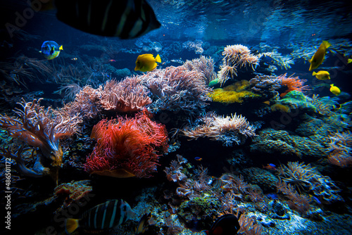 Underwater sea world. Colorful tropical fish. Life in the coral reef. Ecosystem.