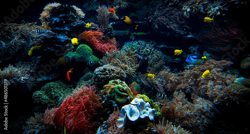 Colorful Tropical Reef Landscape. Life in the ocean