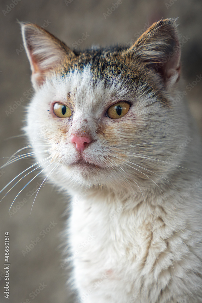 Portrait of a homeless cat with sore eyes