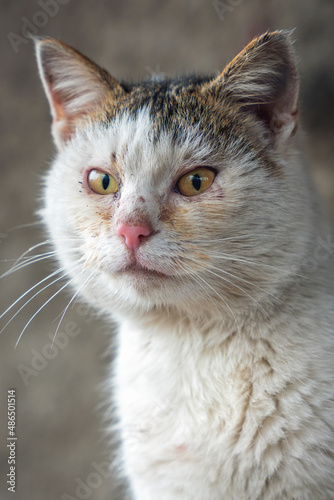 Portrait of a homeless cat with sore eyes © andrei310
