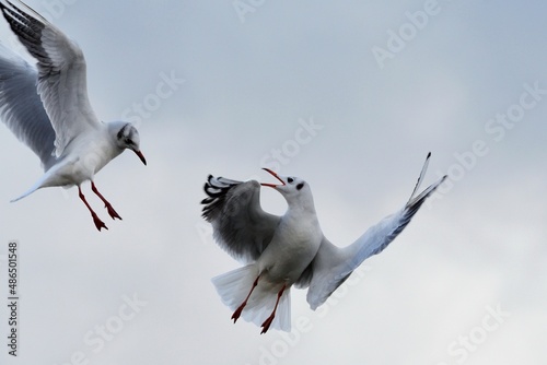 Streitende Lachmöwen (Chroicocephalus ridibundus) im Flug. photo