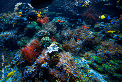 Fototapeta Naklejka Na Ścianę i Meble -  Colorful Tropical Reef Landscape. Life in the ocean