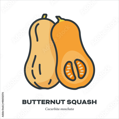 Butternut squash icon, filled outline style vector illustration