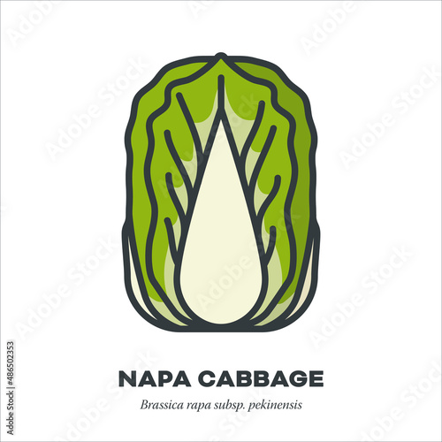 Napa Cabbage vegetable icon, filled outline style vector illustration