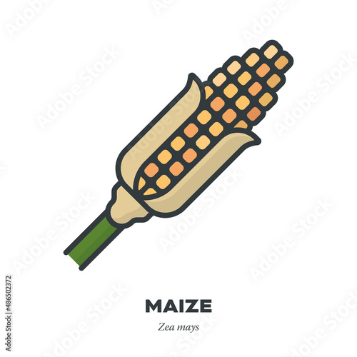 Corn cob or Maize ear icon, filled outline style vector illustration
