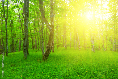 green forest glade in light of sparkle sun