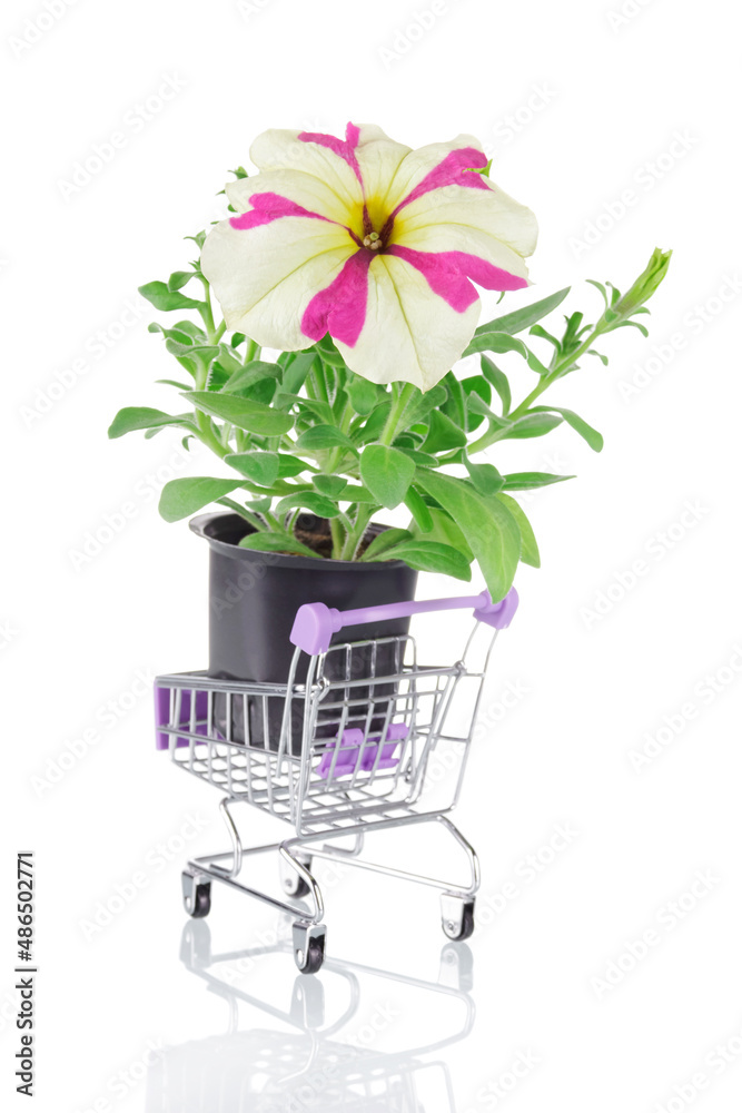 Flowering petunia seedling. Flower sapling for a flower bed in a market cart isolated on a white