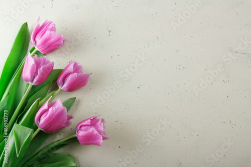 Festive pink tulips on a light background